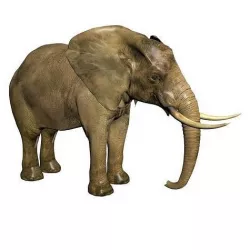 Elephant 3D model
