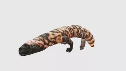 Low Poly Gila Monster Rigged With Realistic Texture 3D model