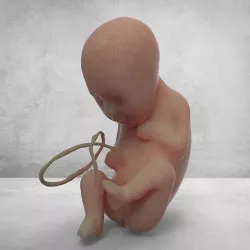 3D Fetus Model 3D model