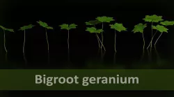 Bigroot geranium - Geranium macrorrhizum Low-poly 3D model