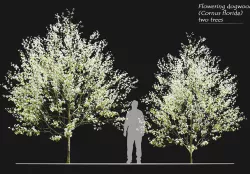 Cornus florida 3D model