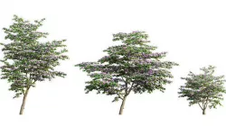 Cornus kousa -Chinese Dogwood - Kousa Dogwood 02 3D model
