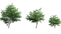 Cornus kousa -Chinese Dogwood - Kousa Dogwood 3D model