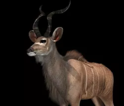 Deer 3d model 3D model