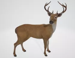 Deer 3D model 3D model