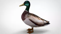 Duckling 3D model