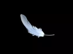 Feather animation  wing fly float plume pinna indumentum 3D model