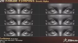 Female Eyebrows  Brush And Alpha Texture