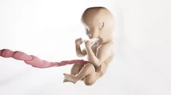 Fetus Low-poly 3D model