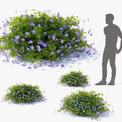 Geranium hybride Rozanne 3D model