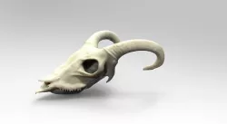 Goat Scull 3D model