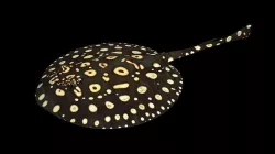 Motoro Stingray Black Diamond Low-poly 3D model