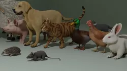 pets animals 1 set of animals  3D model