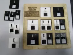 Punnett Square (tactile)