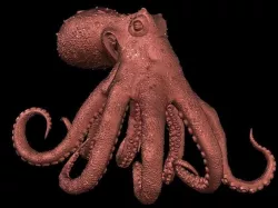 Realistic Octopus 3D model
