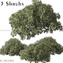 Set of Cornus alba Elegantissima or Siberian dogwood Shrubs 3D model