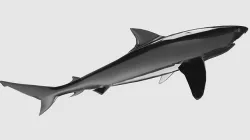Tigershark 3D model