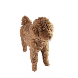 Toy Poodle brown dog puppy 3D model