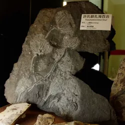 Traumatocrinus Hsui