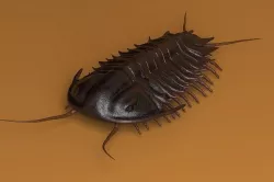 Trilobite - Olenoides Serratus 3D model