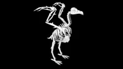Vulture skeleton Low-poly 3D model