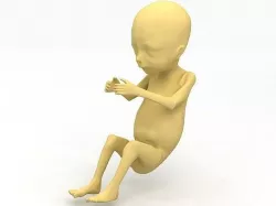 3D model Baby Fetus 3D model