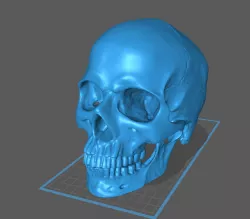 3d Scanned Human  Skull using Creaform Handyscan