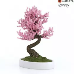 Bonsai Sakura 3D model