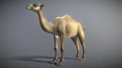 Camel 3D model