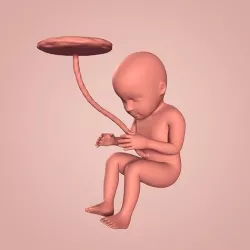 Fetus Low-poly 3D model