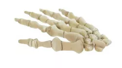 Hand Bones 3D model