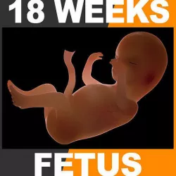 Human Fetus 18 Weeks 3D model