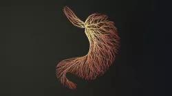 Human stomach made out of lines Unrolling growing animation 3D model