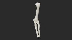 BlueLink - 3D model humerus