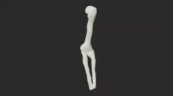 Humerus 3D model