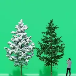 Pine in winter and summer 3D model