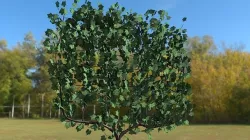 Plant Grape Vine 3D model