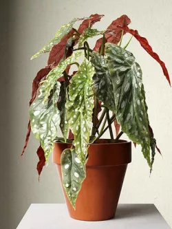 Polka Dot Begonia in Pot 3D model