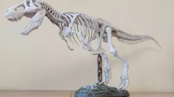 Rusty chain as a base beam - remix of T-Rex Skeleton base beam