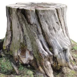 Sawn stump  3d scan 3D model
