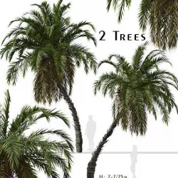 Set of Phoenix reclinata or Senegal date palm Trees - 2 Trees 3D model