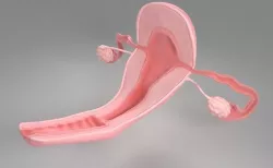 Uterus 3D model