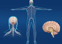 Brain Cerebellum Brainstem  Human Body Nervous System 3D model