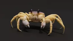 Crab   Ghost crab   Sand crab 3D model