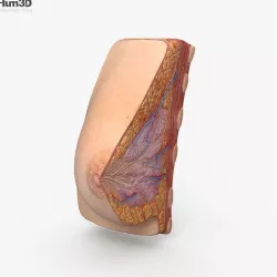 Female Breast 3D model