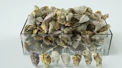 Oysters set Mediterranean Versailles Eastern Atlantic American  3D model