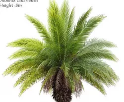 Phoenix canariensis 3D model