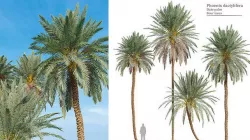 Phoenix dactylifera 3D model