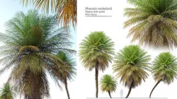 Phoenix roebelenii 3D model