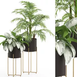 Plants collection 515 3D model